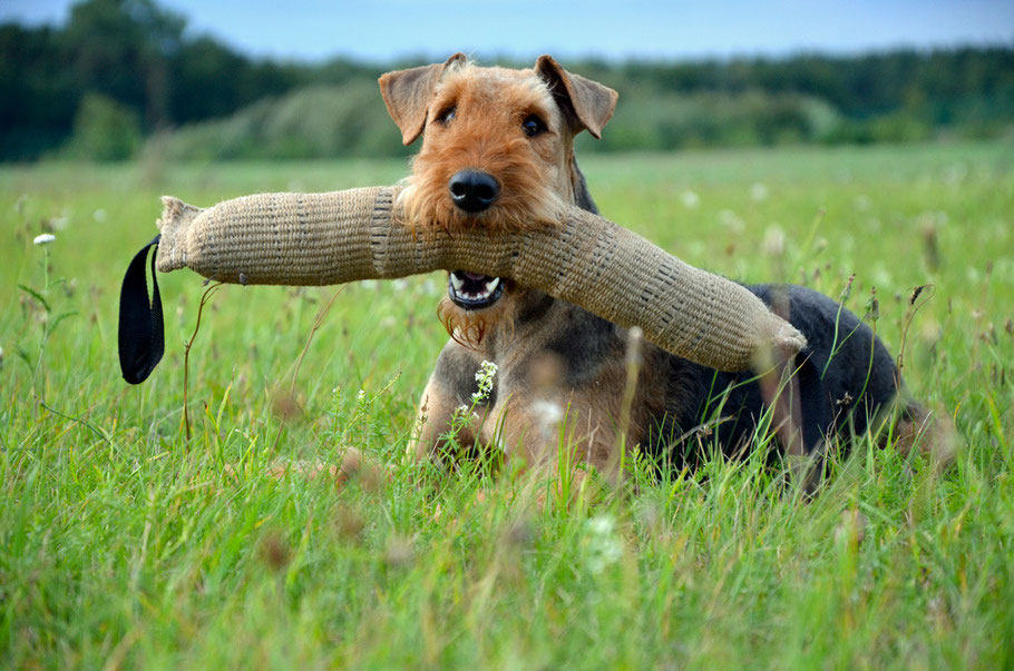 Airedale Terrier vom Juratal, Anica-Romi auf unserer Wiese