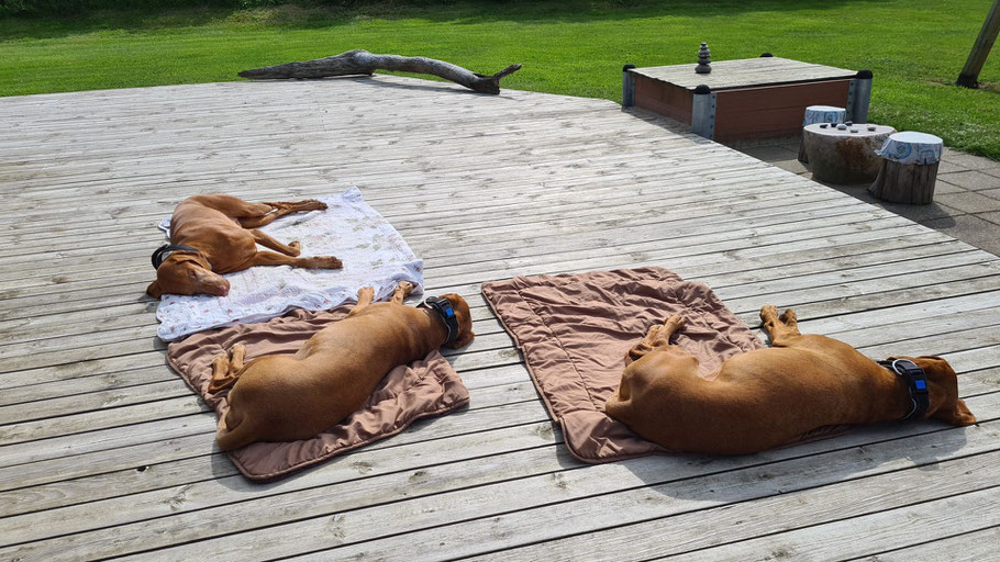 Unsere 3 Vizsla Fellnasen im Dänemark Urlaub 2021