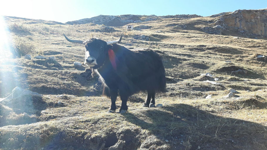 Yak