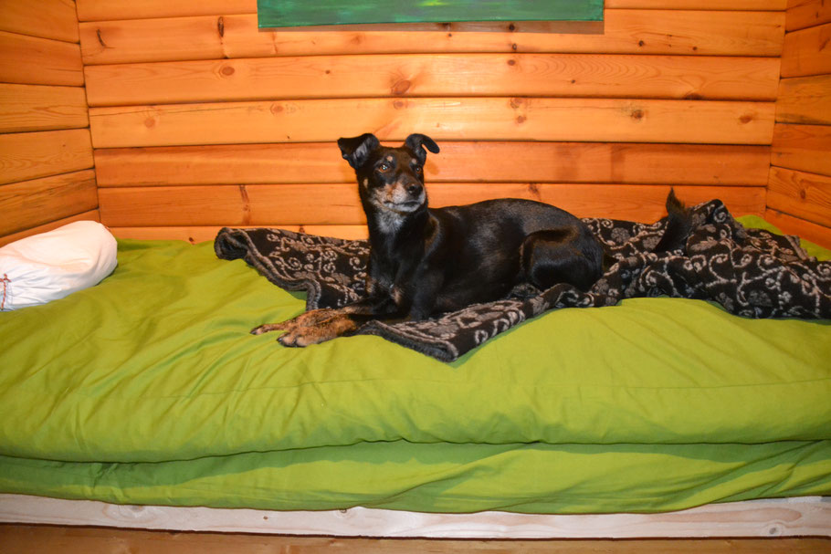 Diva beim Fototermin - unnachahmlich arrogant, weil sie plötzlich liegen soll, wo sie sonst nicht liegen darf.
