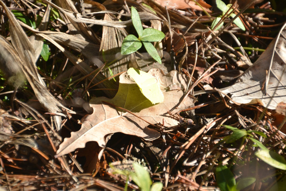 Suchbild mit Falter
