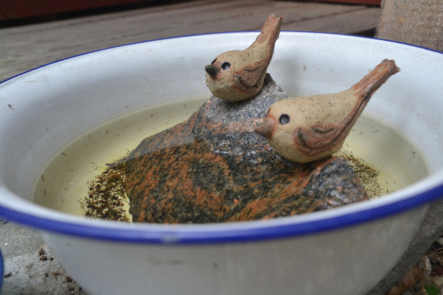 Schüssel mit Nachtigallen und Mückenlarven