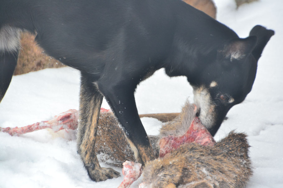 Selbst erlegt hat Anouk das Reh natürlich nicht, aber seine Reste gefunden und nach Hause geschleppt. Der saubere Schnitt im Fell lässt vermuten, dass es nicht dem Wolf sondern dem Jäger zum Opfer fiel.