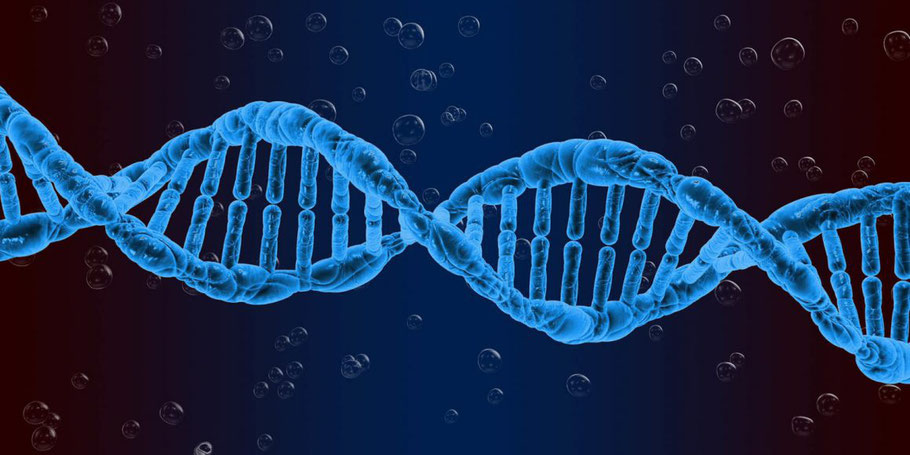 L’acido desossiribonucleico (DNA) è la ricetta che permette all’organismo di svolgere le sue operazioni