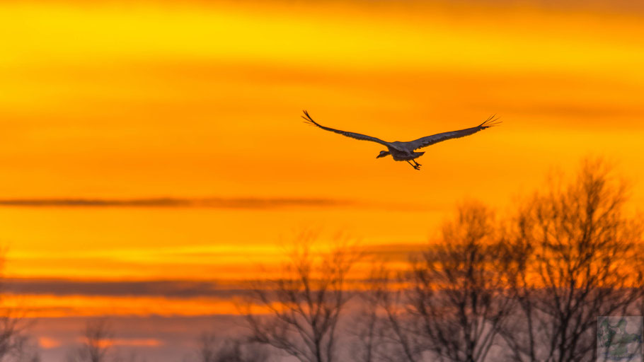 Kranich im Sonnenuntergang