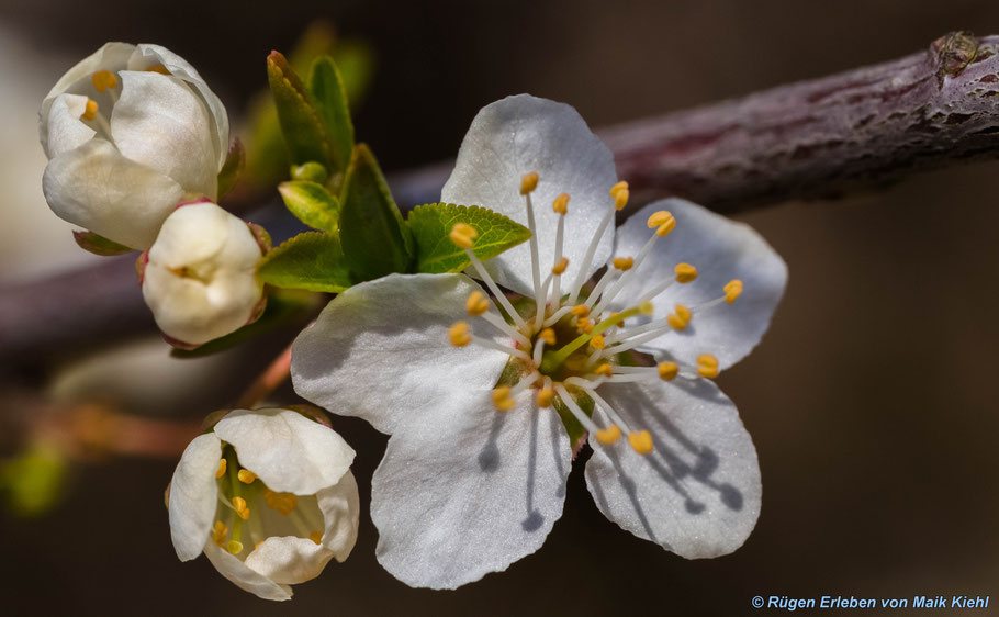 Kirschblüten 