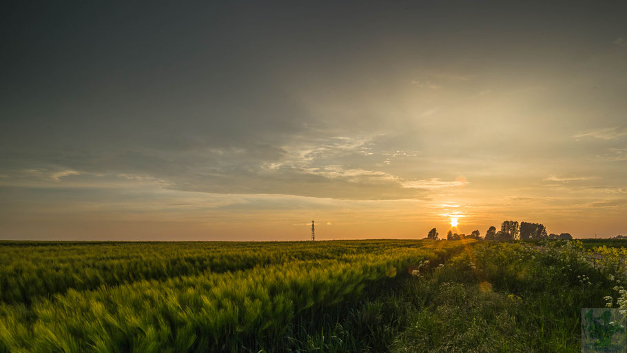 Sunnenuntergang am Kornfeld