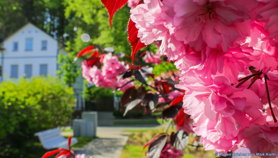 Frühling in Binz 2015