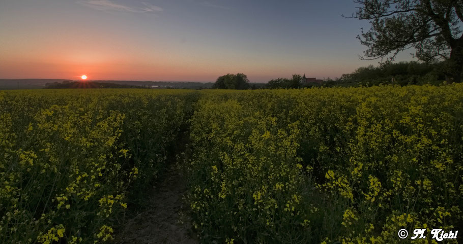 Rapsfeld Bobbin in der Abendsonne 2015