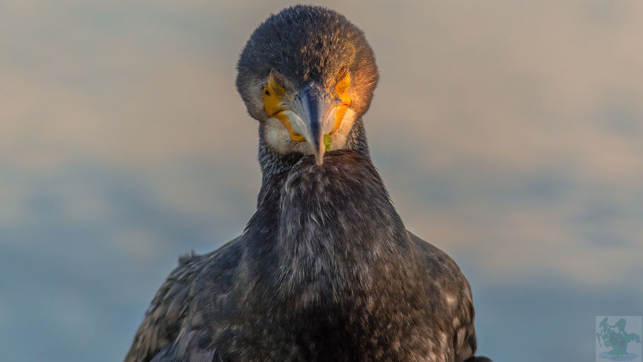 Kormoran Portrait