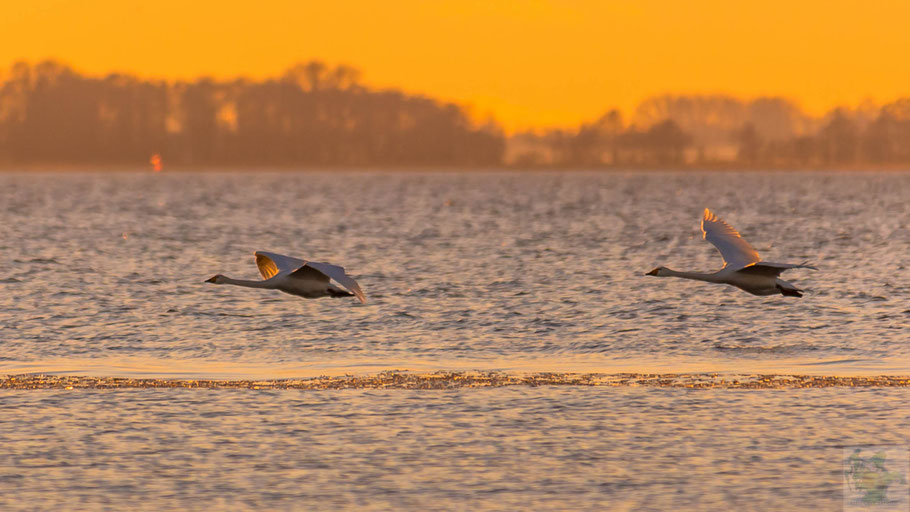 Schwäne im Flug in der Abendsonne