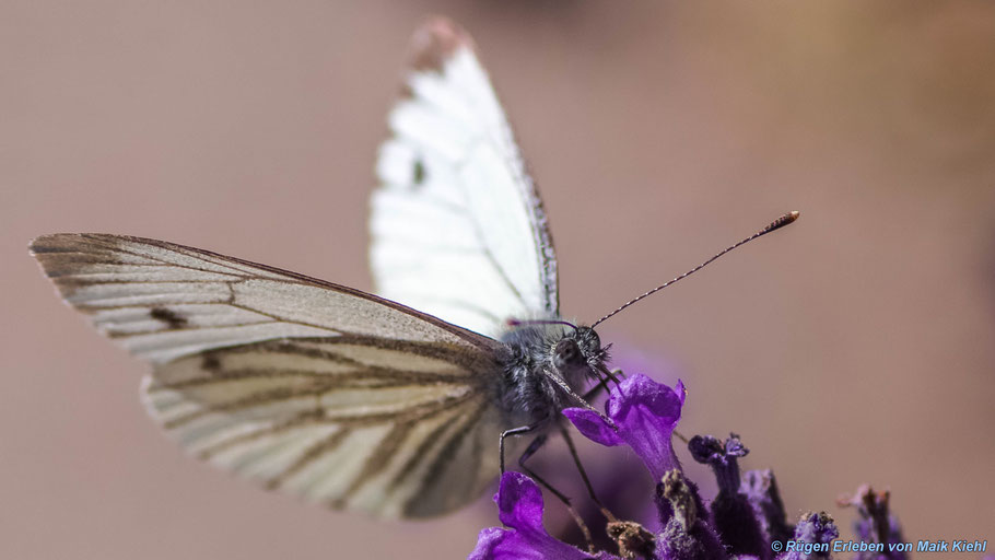 Schmetterling 