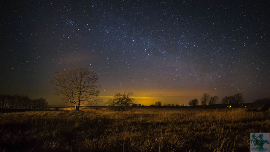 The Tree under the Starsky
