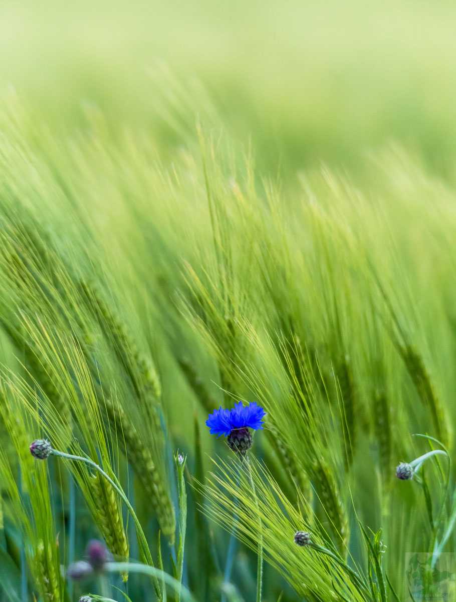 Korn Blume