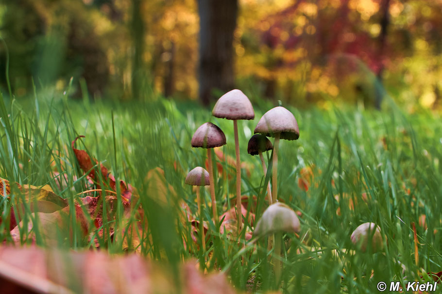 Pilze im Putbuser Park