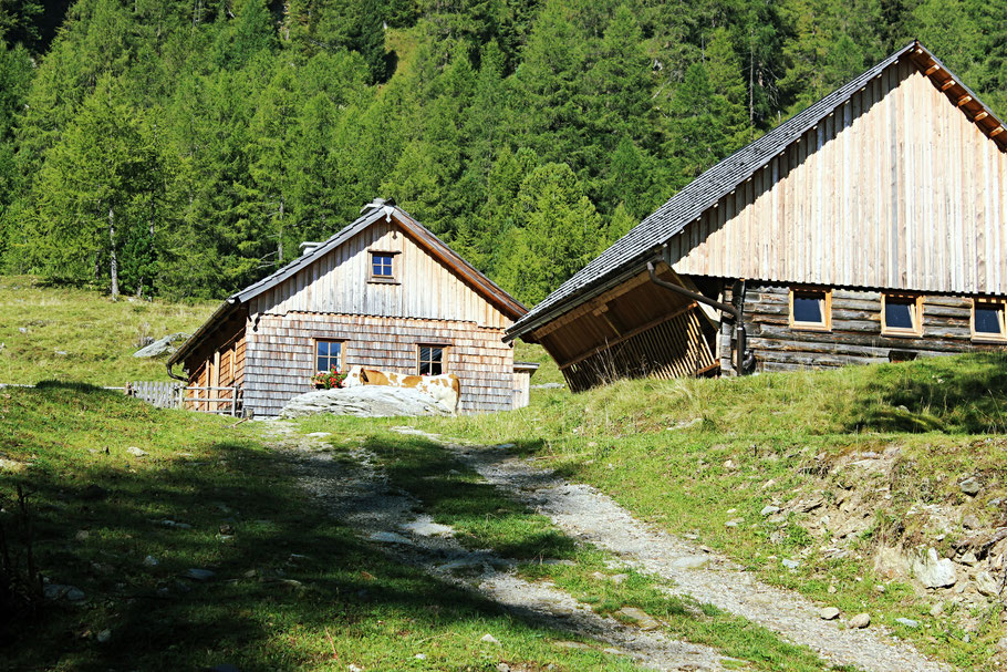Der Almsommer im Salzburger Land