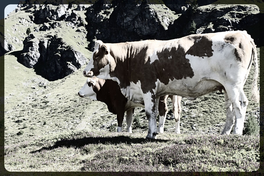Kühe auf der Almweide in den Bergen
