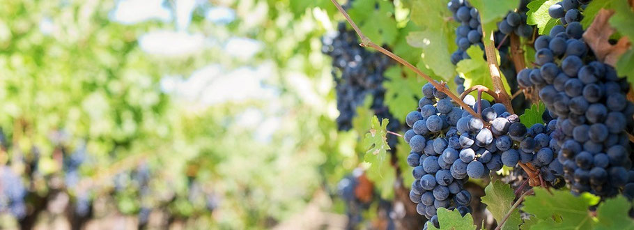 vignes au printemps