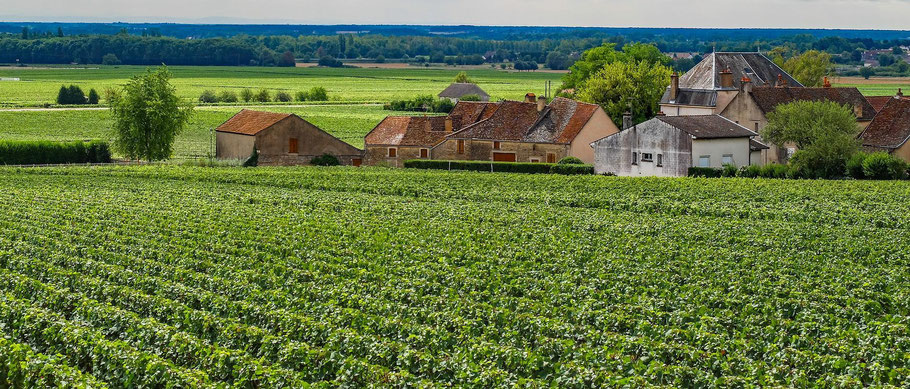 Vignes de chardonnay en Bourgogne