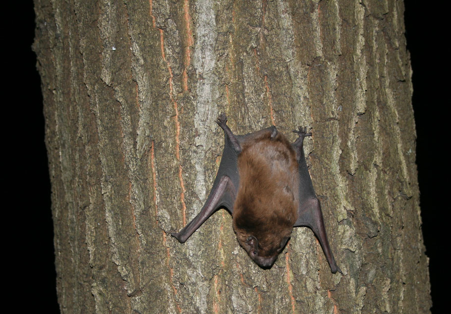 Fledermaus-Wanderung bei Ratzeburg
