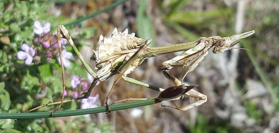 Empusa pennata  ou diablotin provençal - femelle -  Excoulin