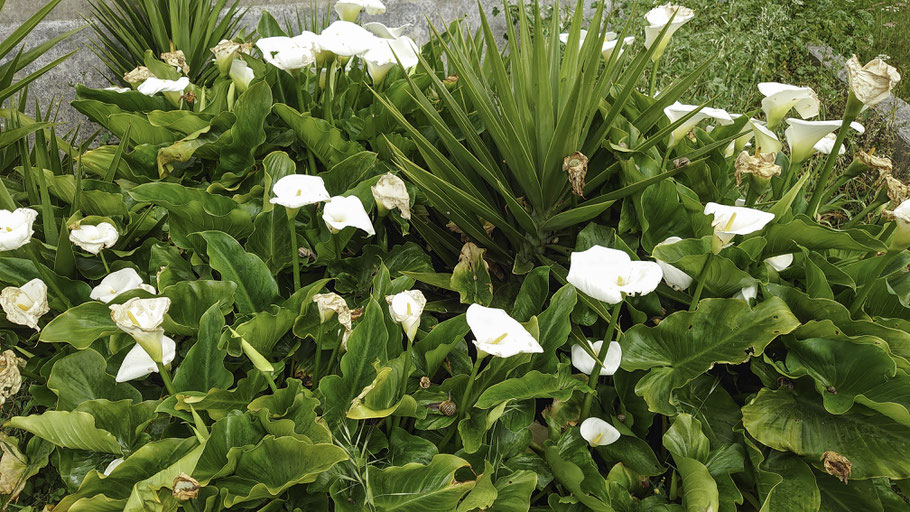 Bild: Flora an der Praia de Mira in Portugal