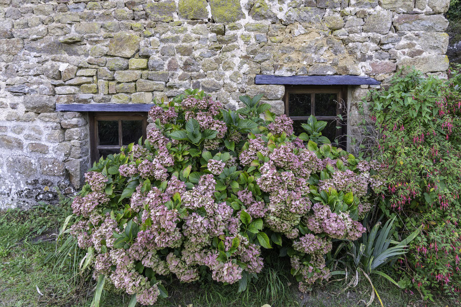 Bild: Hortensien am Haus in Saint-Céneri-le-Gérei 