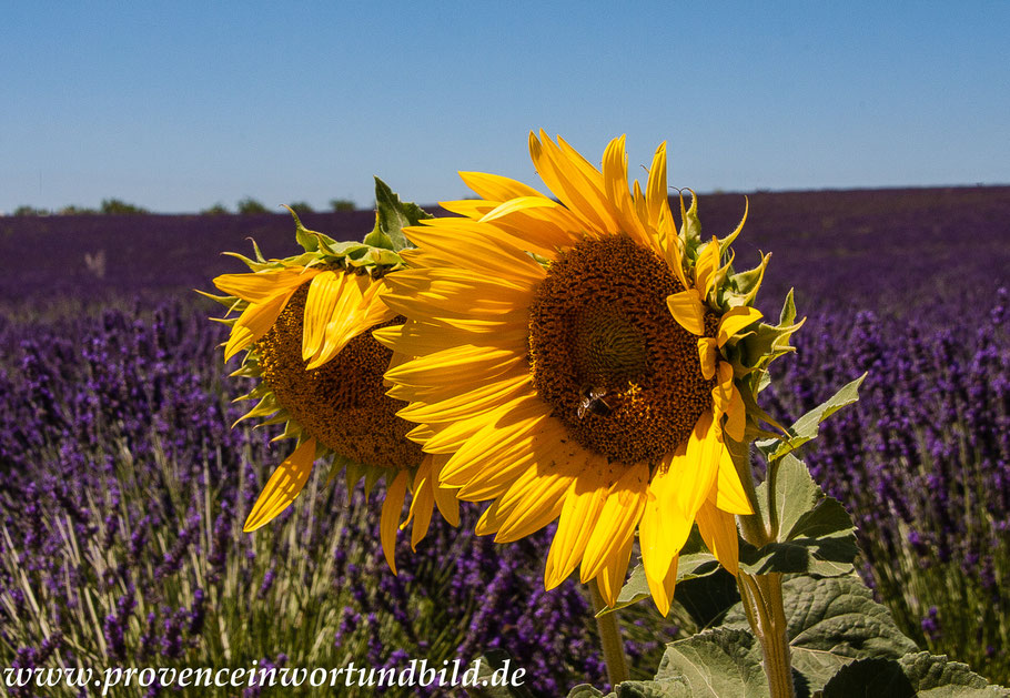 Bild: Lavendeltour hier auf dem Plateau Valensole