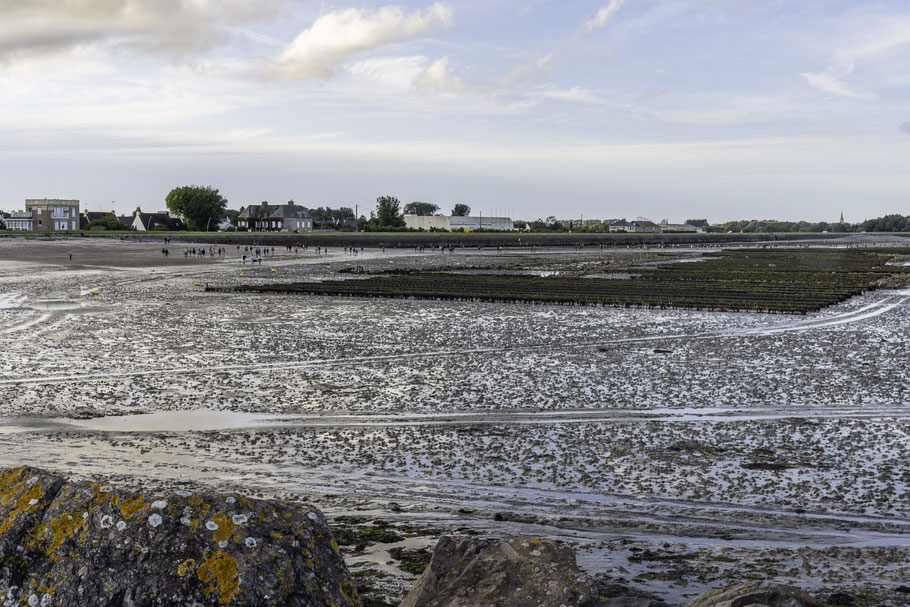 Bild: Blick auf die Austernbänke bei Saint-Vaast-la-Hougue