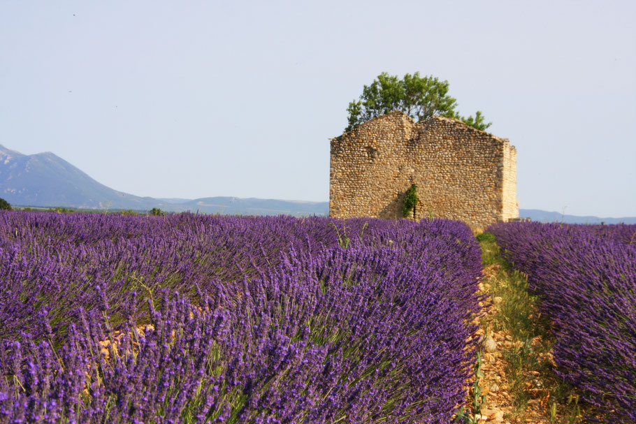 Bild: blühendes Lavendelfeld in der Provence in Frankreich
