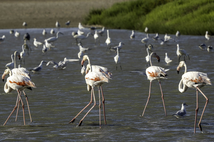 Bild: Flamingos in der Camargue in Saintes-Maries-de-la-Mer 