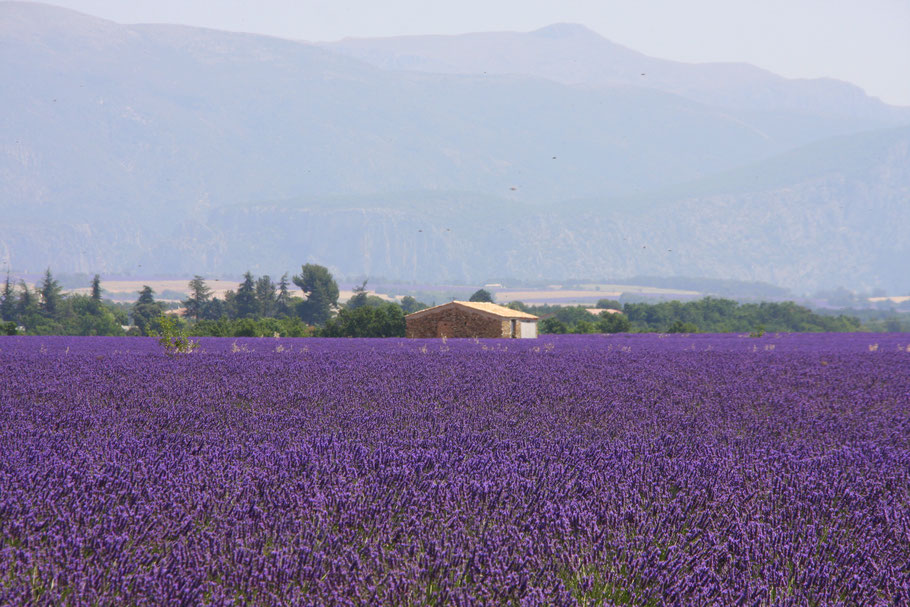 Bild: Lavendelroute hier Plateau Valensole 
