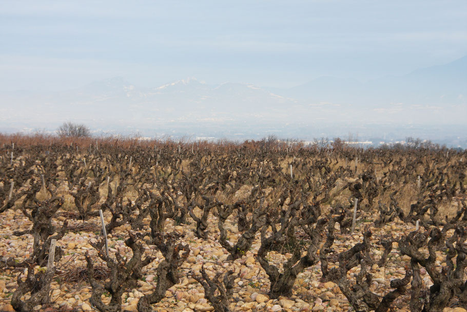 Bild: Weinberge in Châteauneuf du Pape 