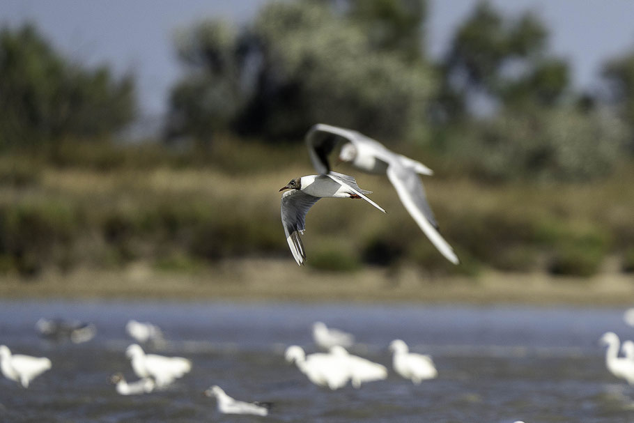 Bild: Schwarzkopfmöve in der Camargue in Saintes-Maries-de-la-Mer