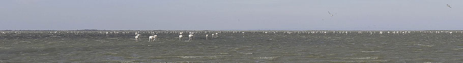 Bild: Flamingos in der Camargue in Saintes-Maries-de-la-Mer