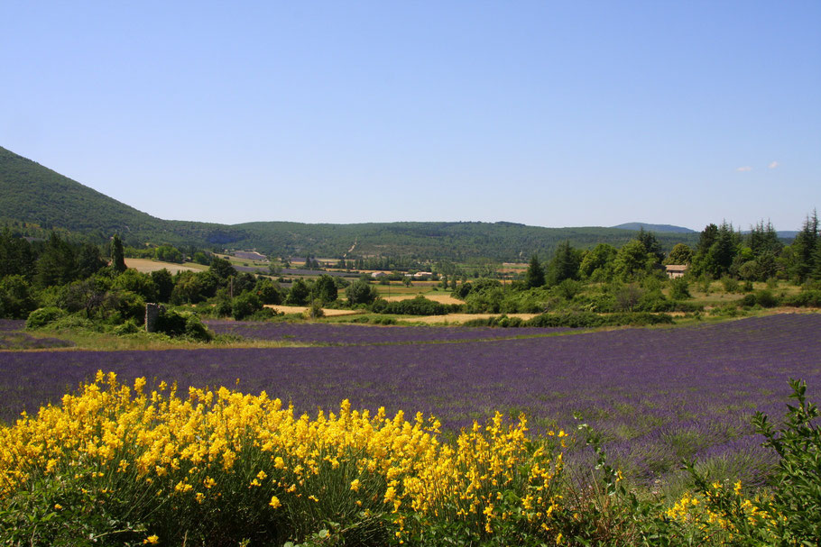 Bild: Lavendelfeld mit Ginster