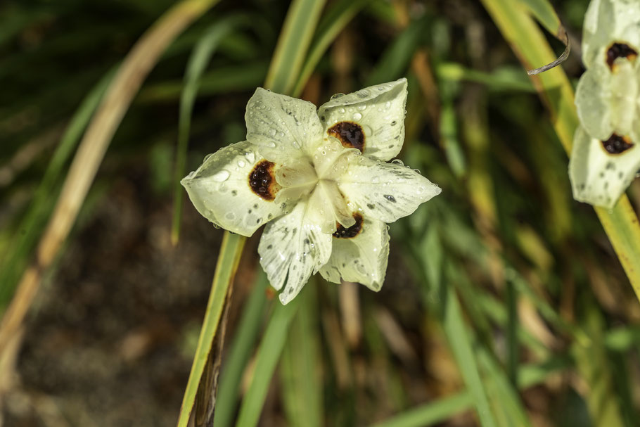 Bild: Botanischer Garten in Quimper 