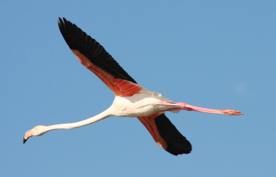 Bild: Flamingo in der Camargue