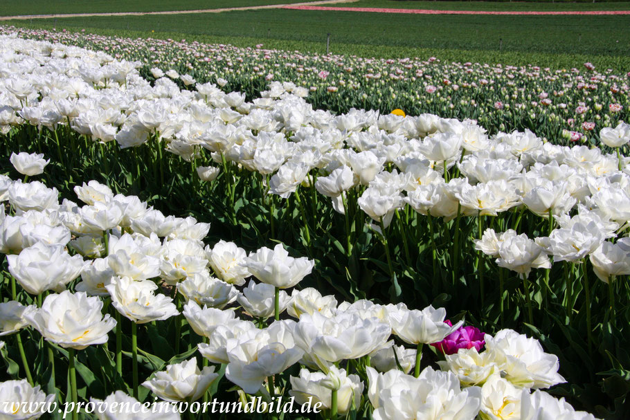 Bild: Tulpenfelder bei Niozelles in der Provence