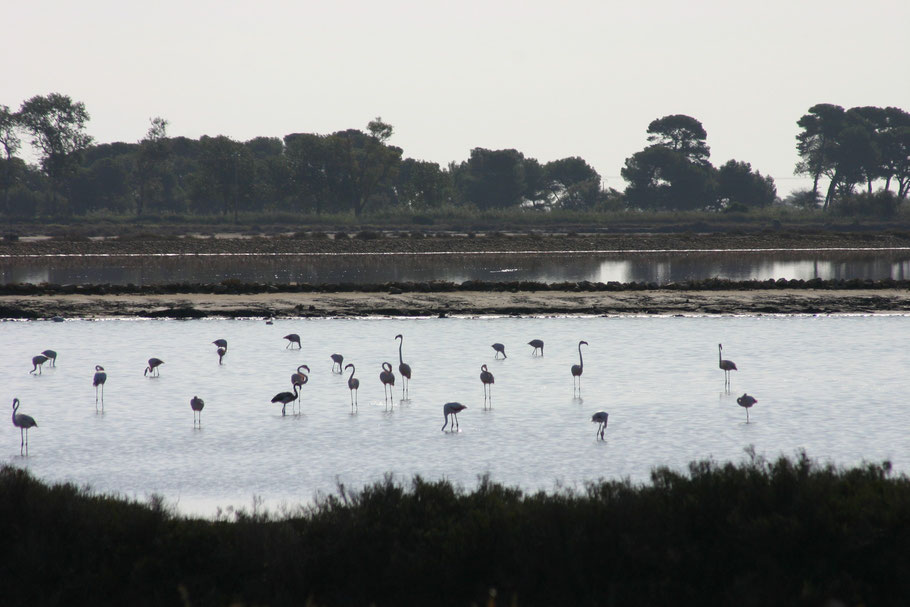 Bild: Flamingos in der Camargue