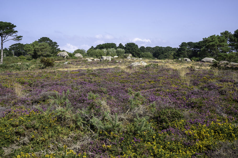 Bild: Sentier des Douniers in Ploumanac´h 