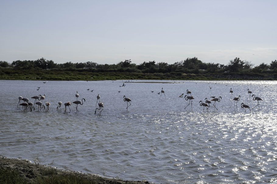 Bild: Flamingos in der Camargue in Saintes-Maries-de-la-Mer