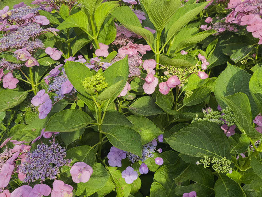 Bild: Hortensienblüte in Itxassou, französisches Baskenland