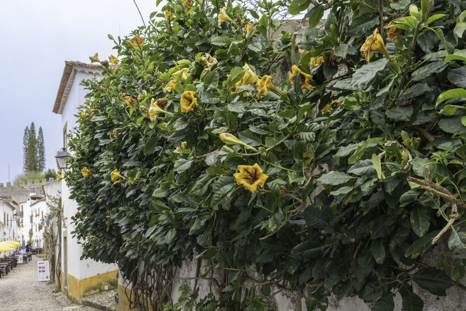 Bild: Óbidos, Portugal