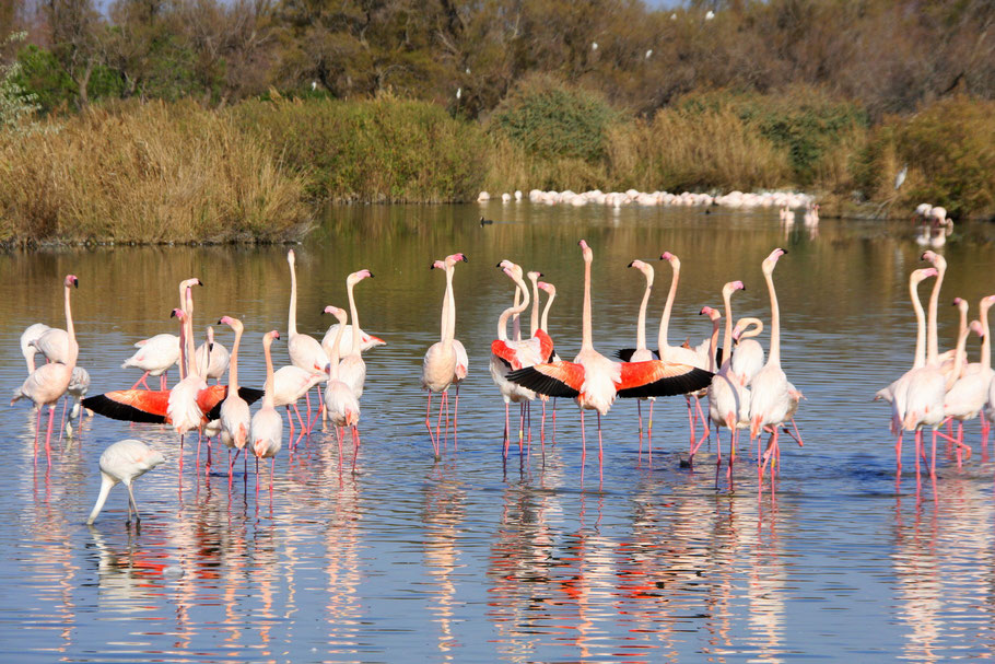 Bild: Flamingis im Parc ornithologique de Pont-de-Gau