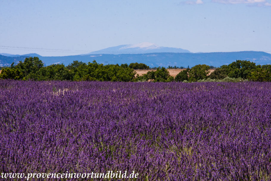 Bild: Lavendeltour hier Lavendelfeld bei Allemagne-en-Provence