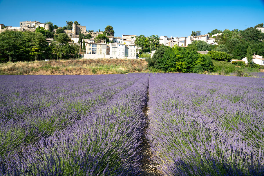 Bild: Lavendelfeld unterhalb von Ménerbes im Luberon