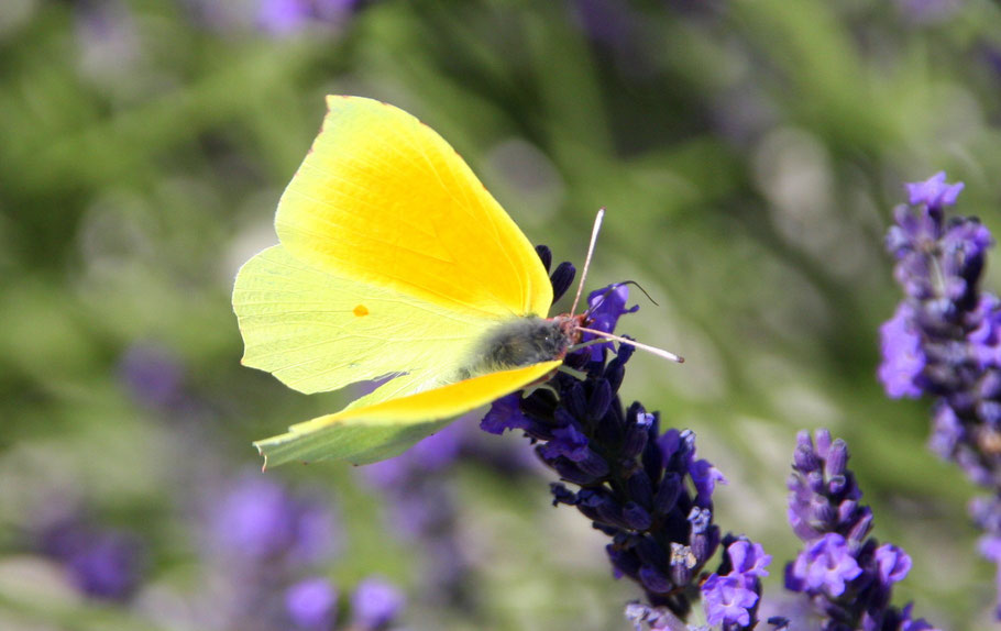 Bild: zitronengelber Schmetterling in der Provence