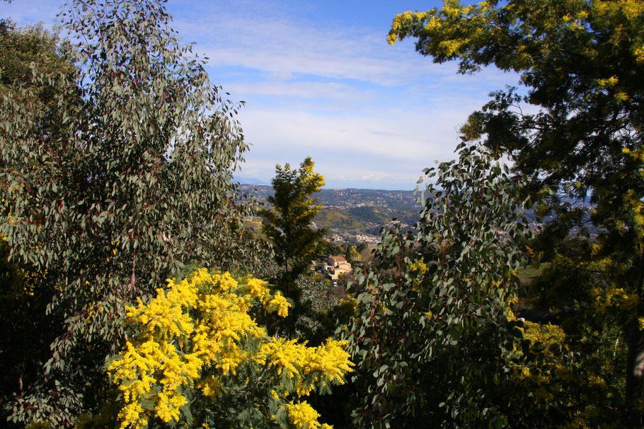 Bild: Blühende Mimosen und Eukalyptusbäume