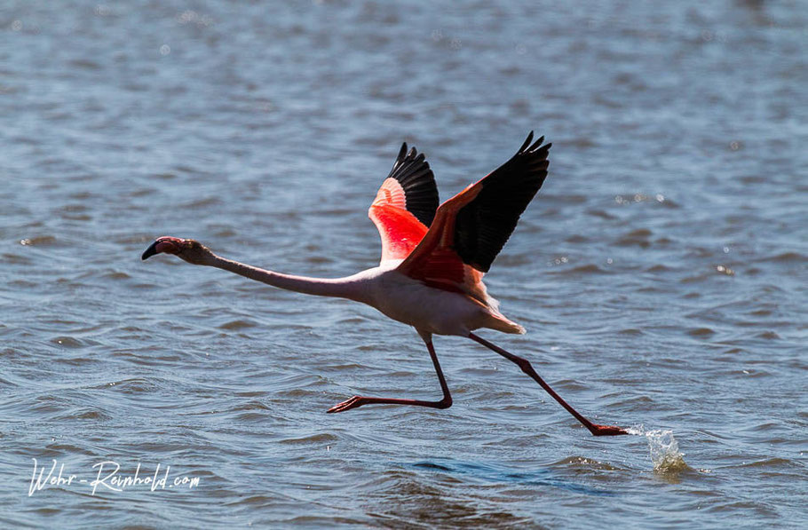 Bild: Camargue, Flamigo